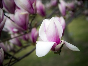 The on and off rain showers did not stop people from heading out to stroll through the Arboretum, part of the Central Experimental Farm, Sunday, April 25, 2021, to enjoy the blossoms on the apple trees and the magnolias.