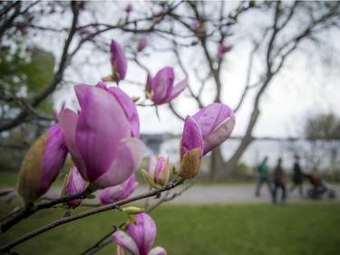 The on and off rain showers did not stop people from heading out to stroll through the Arboretum, part of the Central Experimental Farm, Sunday, April 25, 2021, to enjoy the blossoms on the apple trees and the magnolias