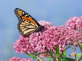 The first step to attracting pollinators is to plant species that they use as a food source. For butterflies, that could include plants like milkweed.