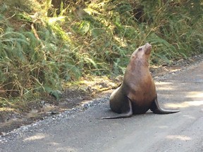 Greg Clarke managed to capture a photo of a 600-pound sea lion hopping towards him in an aggressive posture, seemingly lost along a remote gravel road in Vancouver Island.