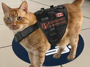 Move over, Rover - meet the newest member of our detection team at the Ottawa Airport. Rusty is the first detector cat and he specializes in sniffing out things that might be fishy.