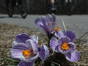 OTTAWA - April 6, 2021 -  Spring day and spring flowers along the Sir George-Etienne Cartier Parkway in Ottawa Tuesday.