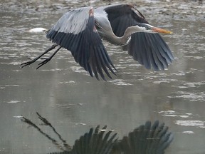 OTTAWA - April 19, 2021 - A Great Blue Heron fishes in the Rideau Canal in Ottawa. Spring temperatures are likely to float away as a cold front moves in over the next few days bringing the possibility of flurries overnight Tuesday.