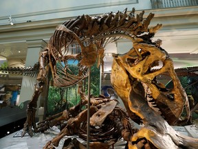 FILE PHOTO: An Tyrannosaurus rex skeleton is seen during a media preview for the reopening of the Smithsonian's Natural History Museum dinosaur and fossil hall in 2019