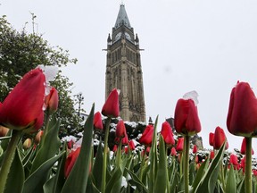Files: Snow covered tulips are seen on the lawn of Parliament Hill Monday April 23, 2012.