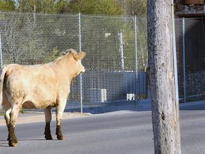 A cow wanders on Dundas Street in Napanee Monday evening. It was corraled by police without injury.