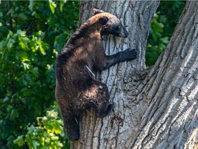 This brown bear was seen roaming in backyards in Pointe-Claire on Sunday, May 23, 2021, after originally seen in Dorval. He later climbed a tree and had a tranquillizer dart protruding from his chest.