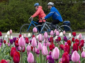 OTTAWA - A woman and man cycle past a bed of tulips on the Queen Elizabeth Driveway that was closed to vehicular traffic on Friday, May. 7, 2021 . ERROL MCGIHON, Postmedia