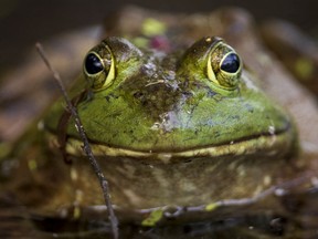 A bull frog eyes its surroundings at the Britannia Conservation Area on Tuesday, May. 25, 2021. Errol McGihon, Postmedia