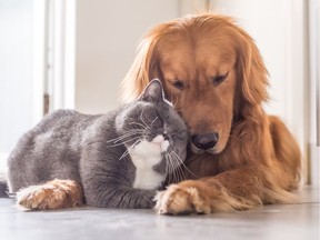 A cat and a dog.