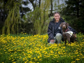 Genevieve Leonard, a guide dog mobility instructor apprentice, with Purdy, one of the chocolate labs at Canadian Guide Dogs for the Blind in Manotick.