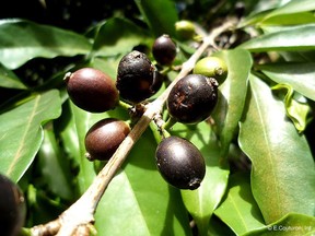 Coffee stenophylla tastes like high-quality Arabica, and could hold promise for the future of the coffee industry, according to a paper published in Nature Plants.