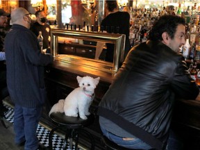 Sally, a Havanese Pomeranian mix aged 5, sits at the bar with her owner Matt Friedlander, 39, of New York City at the White Horse Tavern (est. 1880) as restrictions eased on indoor drinking in bars, allowing seating at the bar, during the outbreak of the coronavirus disease (COVID-19) in Manhattan.