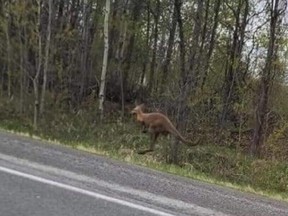This photo and the following message were posted on Reddit: "Be careful: kangaroo heading towards Rockland on the highway between Rockland and Wendover."