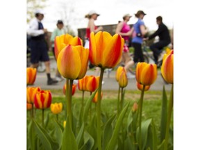 Joggers and cyclists pass by tulips along the Queen Elizabeth Driveway. You can run but you can't play golf just now.