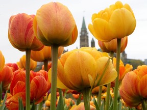 The Peace Tower seen through the tulips along the waterfront in Gatineau Tuesday.   TONY CALDWELL, Postmedia.