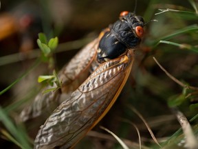 A cicada walks through the grass, as Brood X or Brood 10 cicadas have begun emerging from the earth after 17 years, in Bloomington, Indiana, U.S., May 21, 2021.  REUTERS/Cheney Orr