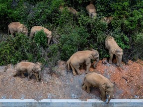 A herd of wild Asian elephants stands in E'shan county in southwestern China's Yunnan Province