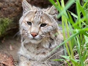 Brett Cody the bobcat was found June 16 and returned to his home at Saunders Country Critters Zoo.