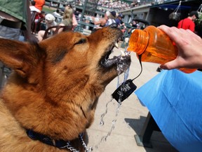 Help your dog stay hydrated this summer.