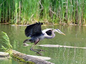 FILE: A great blue heron prepares to perch on a log.
