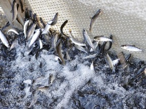 Young fingerling Chinook salmon jump out of the water in a raceway at Nimbus Hatchery on May 11, 2021 in Gold River, California. Justin Sullivan/ Getty Images