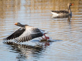 A Finnish microbrewery is using goose droppings gathered from local parks to make its Wasted Potential Imperial Stout.