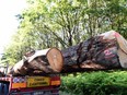 Oak tree trunks, dedicated to the reconstruction of the stool serving as a support for the spire of Notre Dame de Paris cathedral, are driven after being loaded onto the trailer of a 30-m long truck, using two cranes, in Jupilles, northwestern France, on June 24, 2021.