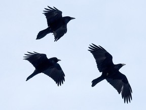 A group of crows appears to chase and play in the air above the Alberta Aviation Museum, in Edmonton Monday Jan. 4, 2021.