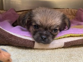 Gilbert, a nine-week-old Pekingese puppy, was thrown from a car window on Laperriere Avenue. He is now being cared for at the Ottawa Humane Society.