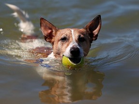 A very good dog fetches a ball in the water.