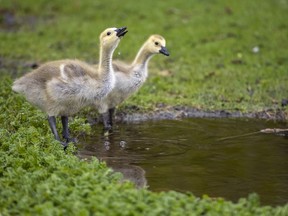 FILE: Goslings play in some puddles.