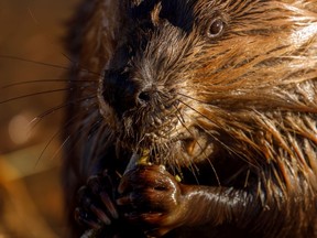 FILE: A beaver pauses for a snack.