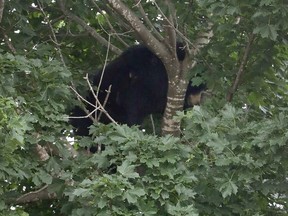 OTTAWA - June 14, 2021 - NCC Conservation officers and Ottawa Police were at 18 Royal Field Cres in Ottawa Monday trying to remove a bear from a back yard. The bear climbed a tree and was stuck. At the time of the photo the bear had been tranquilized 4 times.