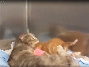A cat named Lucky, that was caring for three kittens, recovers after a seriously broken leg had to be amputated.
