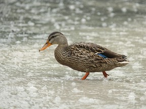 A duck wades through a puddle.