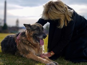 FILE PHOTO: U.S. First Lady Jill Biden pets one of the family dogs, Champ, after his arrival from Delaware at the White House in Washington, U.S. January 24, 2021.