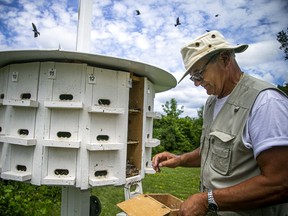 Peter Huszcz has been tending the purple martin bird condo buildings he built at the Nepean Sailing Club and was working Saturday to band the young baby birds so they can be tracked.