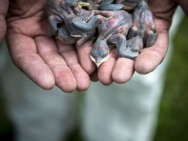 The young birds are banded so they can be tracked and one has been recorded as far away as Brazil.