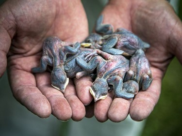 The young birds are banded so they can be tracked and one has been recorded as far away as Brazil.