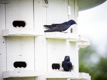 Peter Huszcz jokes that he is a fantastic landlord and that is why the thriving colony of purple martins keep returning each year.