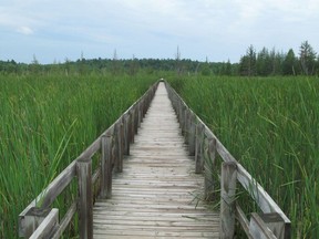 Nature lovers are drawn to the Mer Bleue Conservation Area in Ottawa's east end.