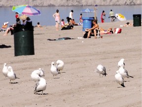 File: Don't feed the birds, Ottawa Public Health says in a message. File photo