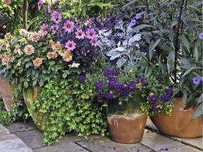 Files: Summer flowers in planters are thriving