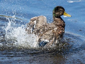 FILE: A mallard duck cools off in the water of the Rideau River.