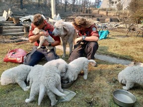 B.C. Wildfire Service firefighters Chad Goldney and Olivia Hughes feed and cuddle Lytton resident Tricia Thorpe's dog and seven puppies. The animals got left behind during the evacuation of the village.