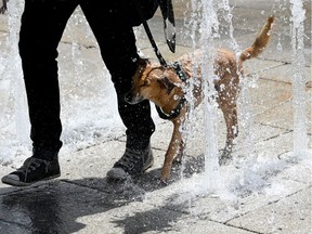 FILE: A dog refreshes in the water of a fountain.