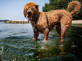 FILE: A very good dog cools off in the water.