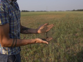 A farmer lets a mixture of dry soil and sand fall through his fingers beside an oat crop that has been stricken by drought on a grain farm near Osler, Saskatchewan, Canada, on Tuesday, July 13, 2021.