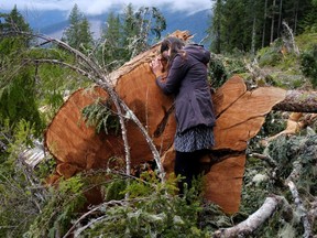 FILE: A woman, who was among activists trying to stop the logging of old growth timber, embraces the stump of a large tree in a cut block of Tree Farm licence 46 near Port Renfrew, British Columbia, Canada May 17, 2021.